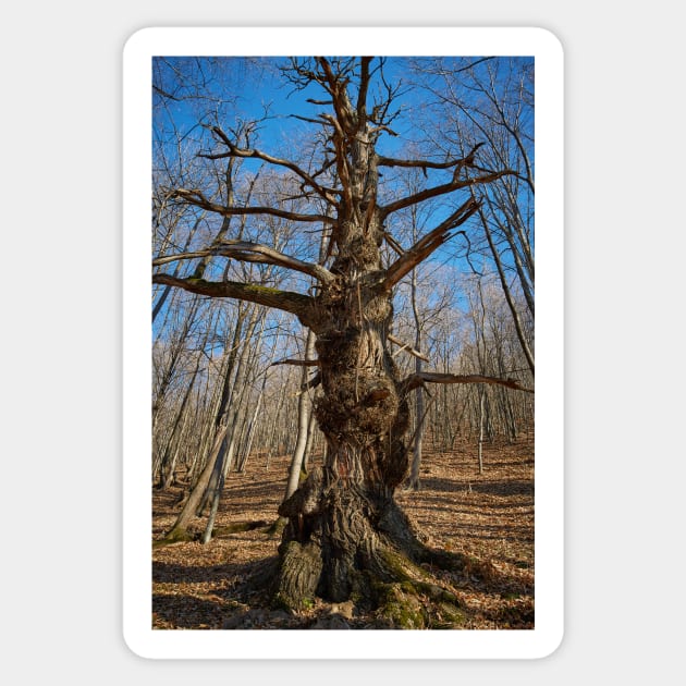 Huge oak tree Sticker by naturalis